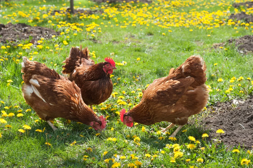 Carton of eggs with various labels like organic, cage-free, and pasture-raised