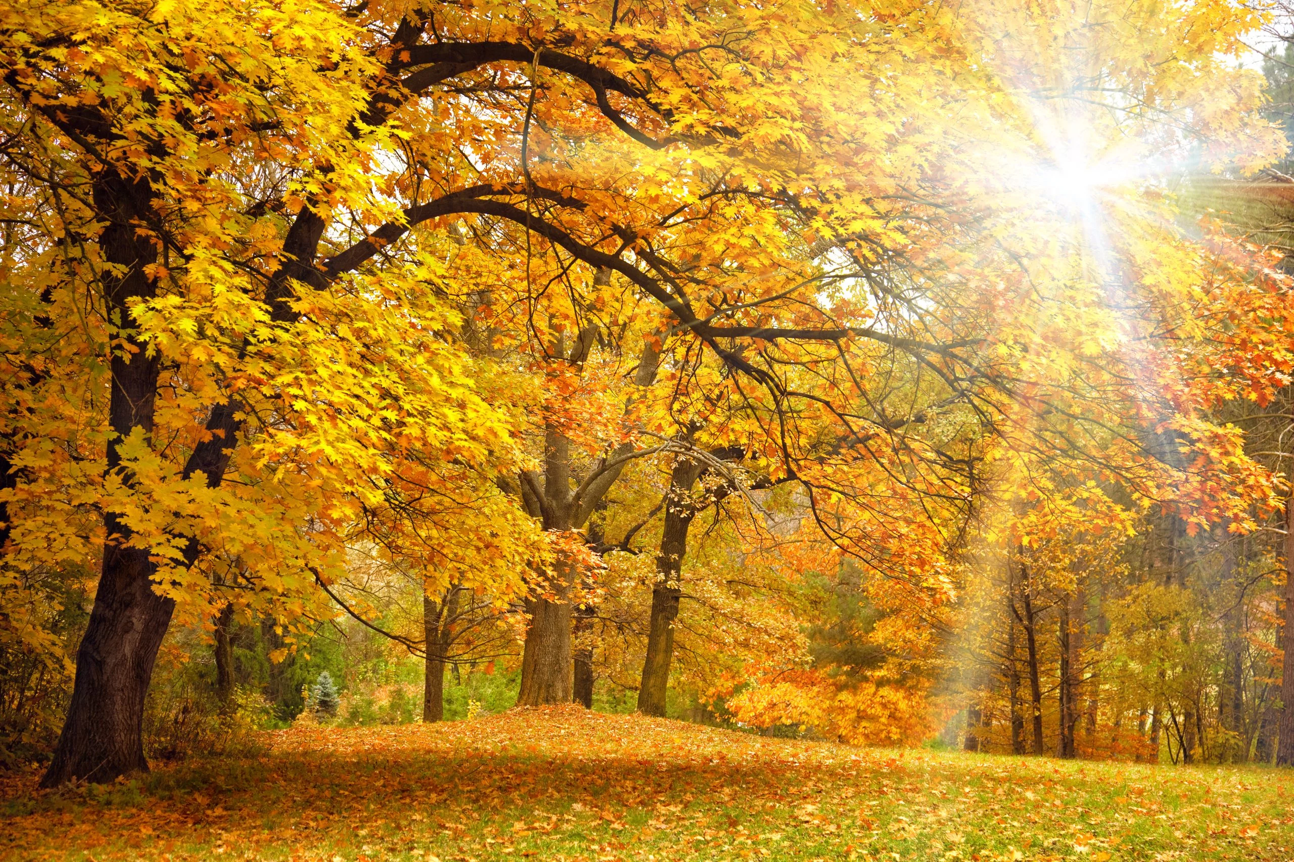 Natural solutions to help with mood and energy during the winter blues