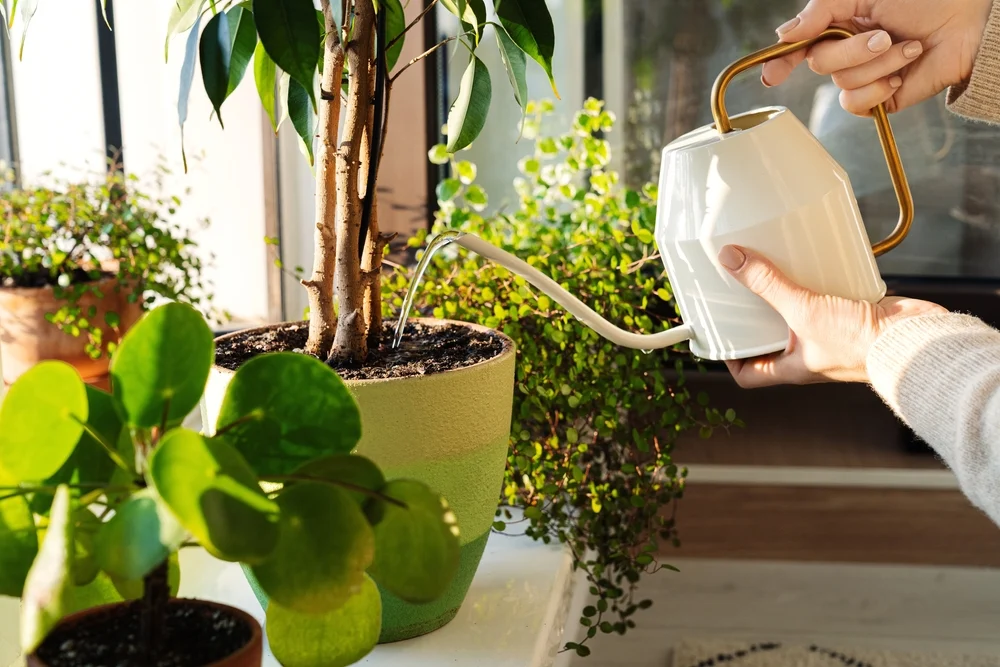 Indoor plants offering natural health benefits through cleaner air and reduced stress