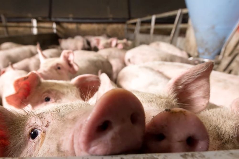 Pastured Pork Equals Happy Pigs | Wiseman Health